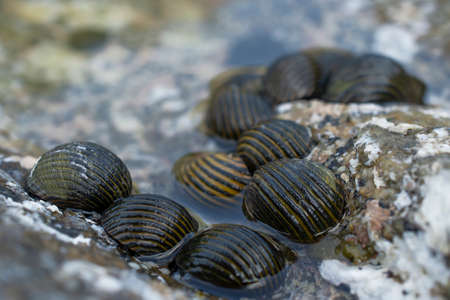 Sea stone on a beach covered in shellsの写真素材