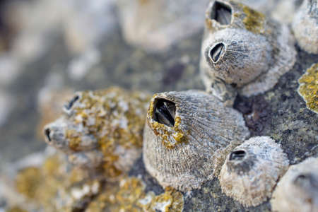 Sea stone on a beach covered in shellsの写真素材