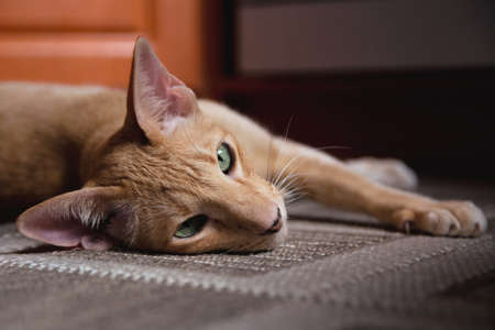 Ginger red oriental cat with clear green eyes laying on the floorの写真素材