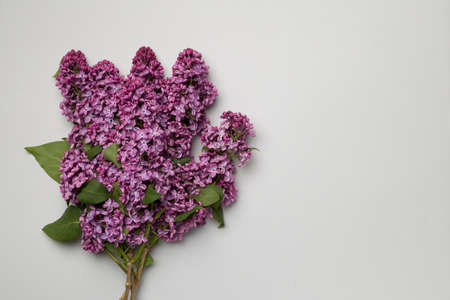 Lilac branches on color background, top view. Spring flowers concept.の写真素材