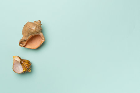 Sea shells on color background, top view. summer concept.