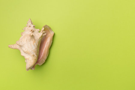 Sea shell on color background, top view.の写真素材