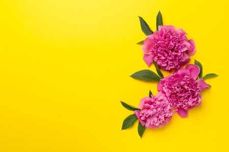 Beautiful peony flowers on color background, top view.の写真素材