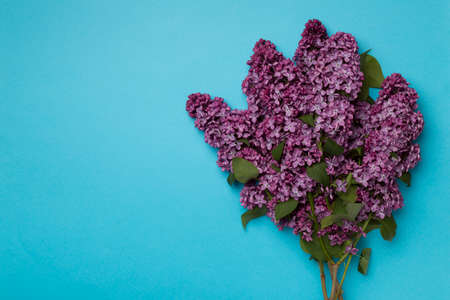 Lilac branches on color background, top view. Spring flowers concept.の写真素材