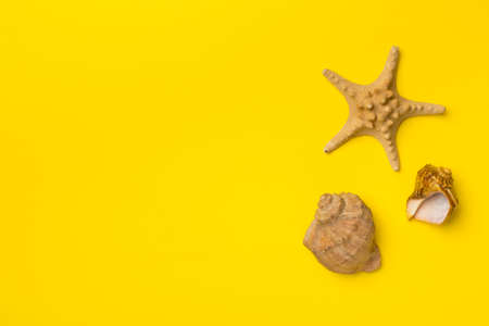 Sea shells on color background, top view. summer concept.の写真素材