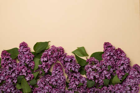 Lilac branches on color background, top view. Spring flowers concept.の写真素材