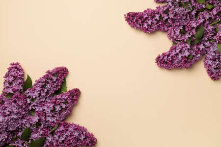 Lilac branches on color background, top view. Spring flowers concept.の写真素材