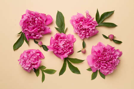 Beautiful peony flowers on color background, top view.