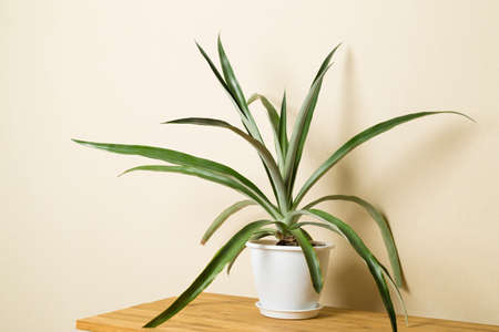 Pineapple plant in pot on table.の写真素材
