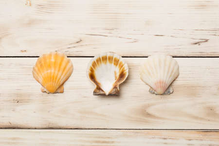 Sea shells on wooden background, top view. summer concept.の写真素材