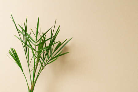 Date palm tree on light background.の写真素材