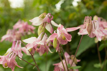 Beautiful pink aquilegia flowers in the fieldの写真素材