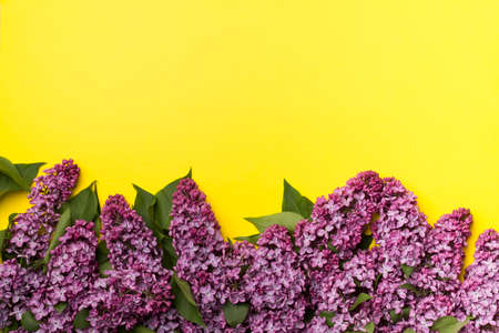 Lilac branches on color background, top view. Spring flowers concept.