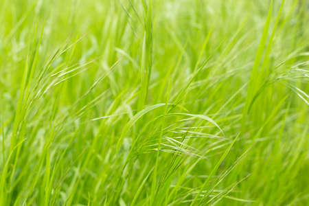 Spring grass field as background.の写真素材