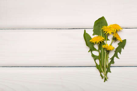 Yellow dandelion on wooden background, top view.の写真素材