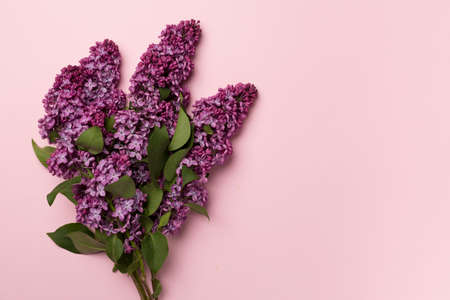 Lilac branches on color background, top view. Spring flowers concept.の写真素材