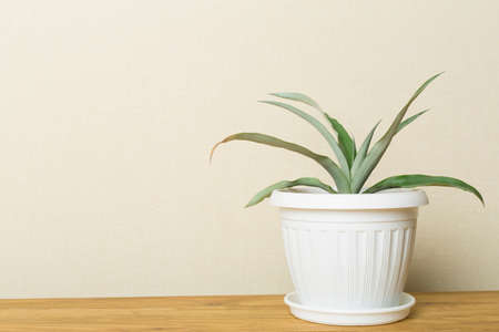 Pineapple plant in pot on table.の写真素材