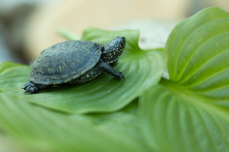 Small turtle with leaves outdoors.の写真素材