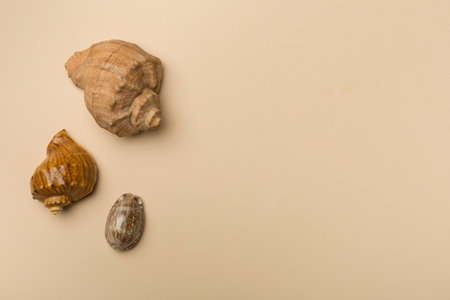 Sea shells on color background, top view. Summer concept.の写真素材