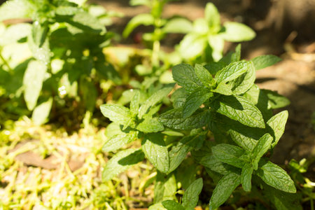 Melissa plant in garden, closeup.