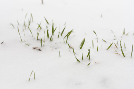Green grass growing under snow, coming spring conceptの写真素材