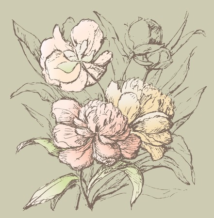 A Vector sketch of the pink peonies.のイラスト素材