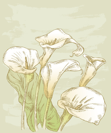 The vector drawing of a bouquet of the calla lilies.のイラスト素材
