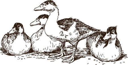 The vector sketch of the domestic ducks.のイラスト素材