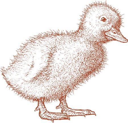 Vector sketch of a fluffy duckling.のイラスト素材