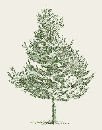 Vector image of an young fir tree.のイラスト素材