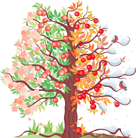 The vector image of a decorative apple-tree in four seasons.
のイラスト素材