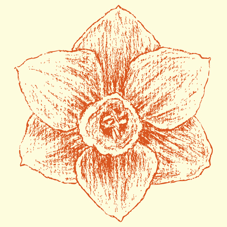 Vector image of a garden narcissus.のイラスト素材