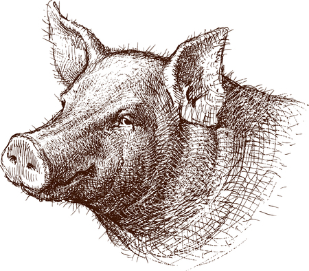 The vector drawing of the head of a pig.のイラスト素材
