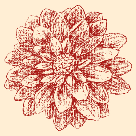 The vector image of a red garden flower.のイラスト素材