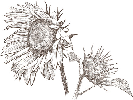 Sketch of a ripe sunflower with a budのイラスト素材