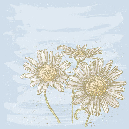 Hand drawn camomiles design for card and poster.のイラスト素材