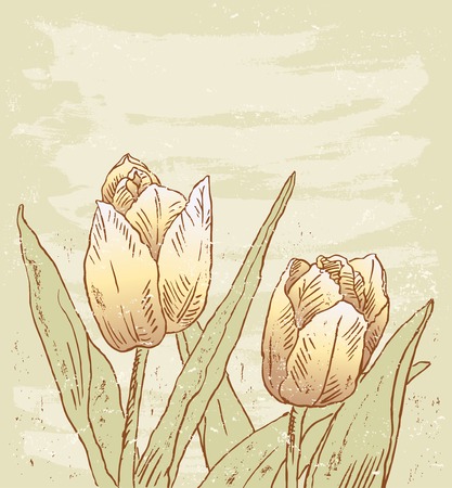 Hand drawn garden tulips for card and postcard.のイラスト素材