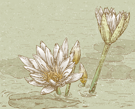 The vector drawing of two water lilies.のイラスト素材