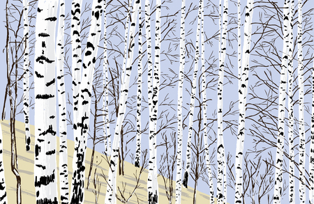 THe birch grove in the spring timeのイラスト素材
