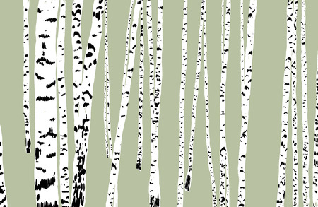 Abstract nature background of the trunks of the birchesのイラスト素材