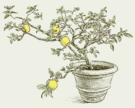 A small lemon tree in the flower potのイラスト素材
