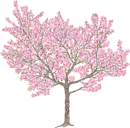 Vector image of a blooming cherry treeのイラスト素材