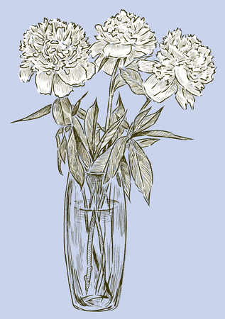 Vector illustration of the peonies in the vaseのイラスト素材