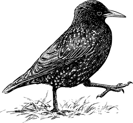 Vector drawing of a striding starlingのイラスト素材