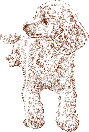 Vector sketch of a young poodleのイラスト素材