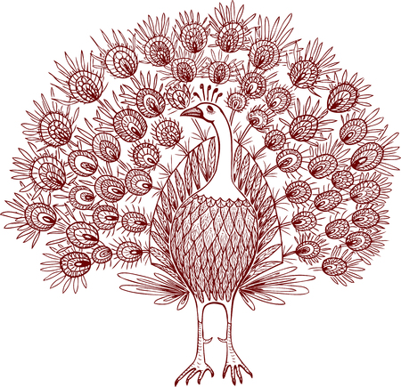 Sketch of a decorative peacockのイラスト素材