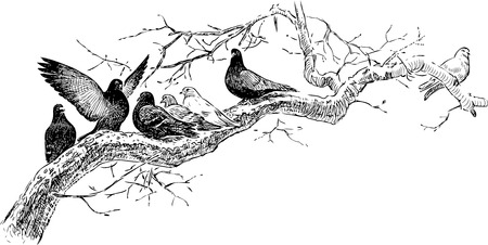 Vector drawing of the pigeons on the tree branchのイラスト素材
