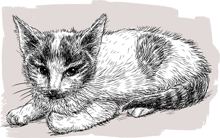 Drawing of a black and white.のイラスト素材