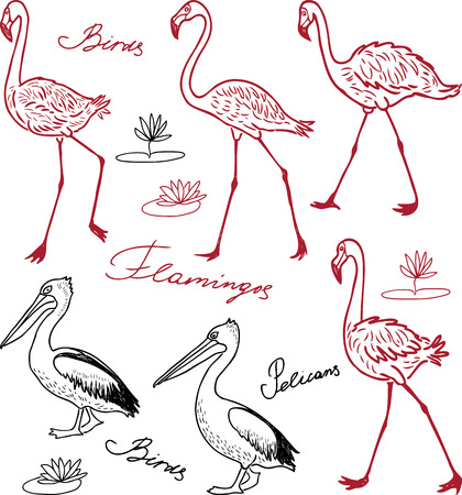 A group of drawn flamingos and pelicansのイラスト素材