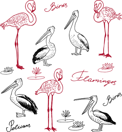 Hand drawings of pelicans and flamingosのイラスト素材